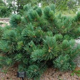 Albyn Prostrate Scotch Pine